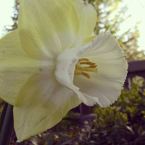 Daffodil in Spring Daffodil in Spring